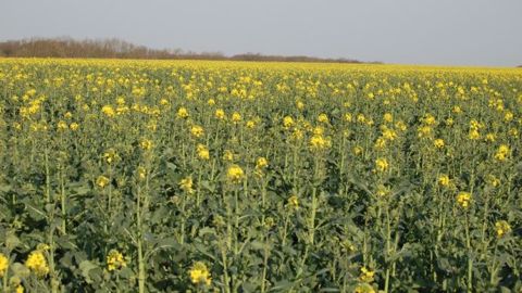 Dans le Nord de la France, les champs de colza souffrent des conditions climatiques. (©Terre-net Média)