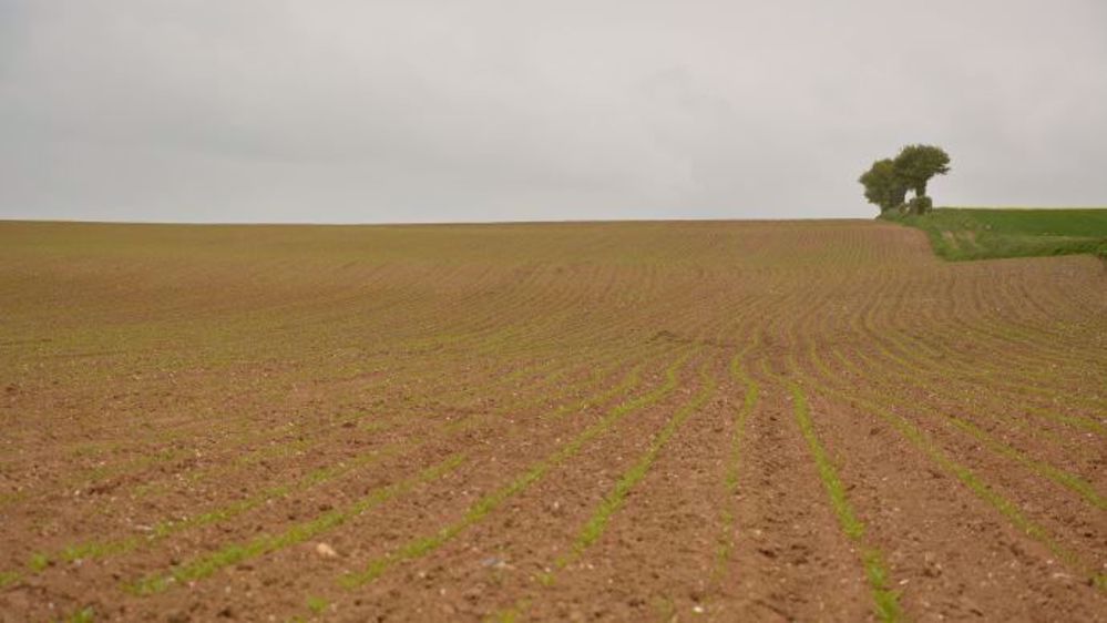 La fin des quotas sucriers incite à accroître les surfaces de betteraves. (©Terre-net Média)