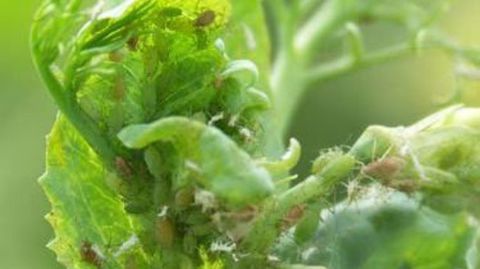 Contre le puceron vert du pois, si besoin, mieux vaut intervenir avant floraison. (©Terres Inovia) Contre le puceron vert du pois, si besoin, mieux vaut intervenir avant floraison. (©Terres Inovia)