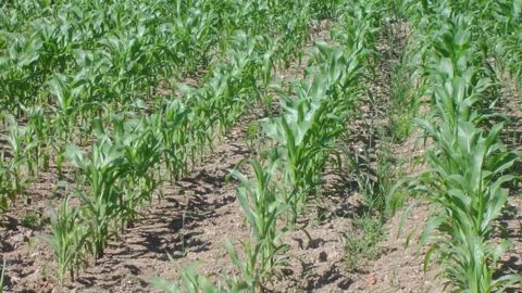 Plus l’intervention herbicide est tardive, plus l’impact des adventices viendra contrarier le rendement. (©Terre-net Média) Plus l’intervention herbicide est tardive, plus l’impact des adventices viendra contrarier le rendement. (©Terre-net Média)