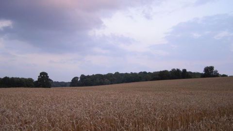 La récolte de blé se déroulera-t-elle dans de bonnes conditions cette année ? (©Terre-net Média )