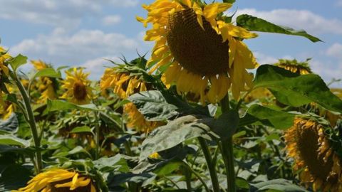 Les surfaces de tournesol, pourtant espèce aux nombreuses vertus, ne cessent de diminuer à cause, notamment, des dégâts d'oiseaux. (©Terre-net Média) Les surfaces de tournesol, pourtant espèce aux nombreuses vertus, ne cessent de diminuer à cause, notamment, des dégâts d'oiseaux. (©Terre-net Média)