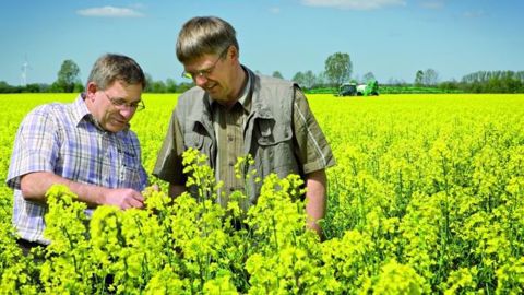 OptiColza accompagne les producteurs de colza tout au long du cycle de la culture. (©BASF)