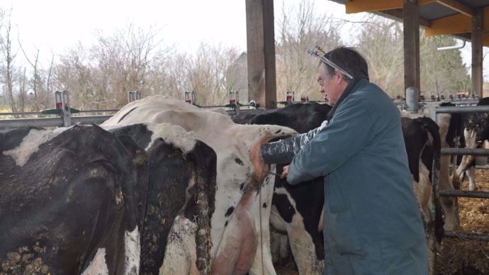 Vache laitiere en train d etre inseminee