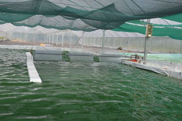 bassin de production de spiruline