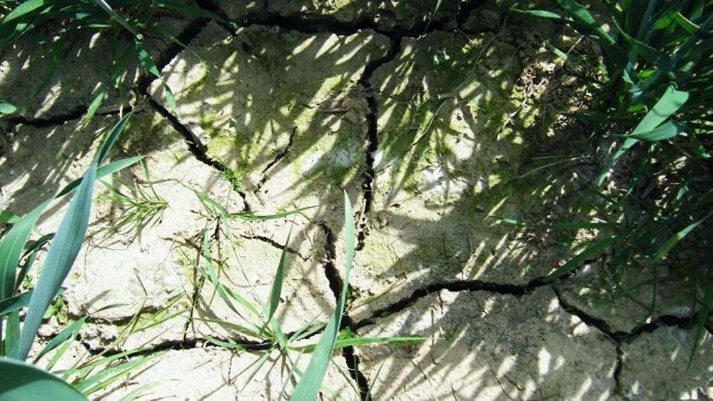 Au 26 juin, 38 départements avaient pris pas moins de 121 arrêtés de restriction partielle ou totale de l'irrigation. (©Terre-net Média)