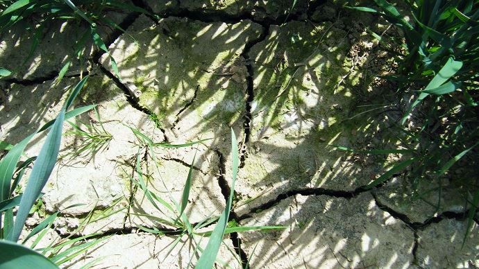 Au 26 juin, 38 départements avaient pris pas moins de 121 arrêtés de restriction partielle ou totale de l'irrigation.