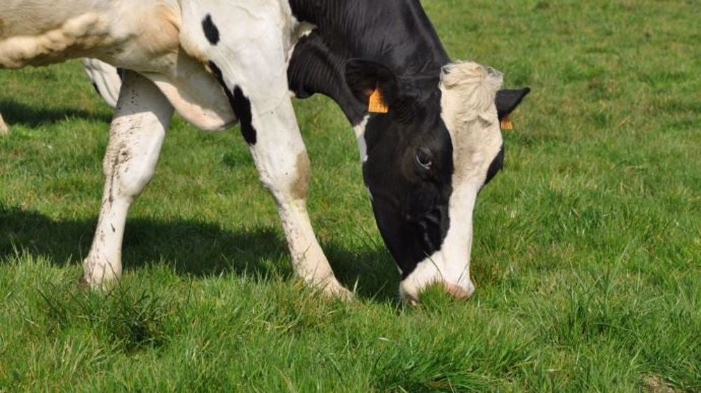 Le manque d'eau touche particulièrement le nord-est de la France, les récoltes de foin sont en recul par rapport aux années passées. (©Terre-net Média)