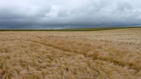 La météo de fin de cycle a des conséquences sur la qualité des grains. (©Terre-net Média) La météo de fin de cycle a des conséquences sur la qualité des grains. (©Terre-net Média)