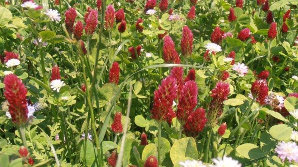 Avant de choisir sa culture dérobée, huit questions sont à se poser.  (©Gnis)