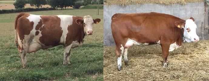 Deux Simmentals de l'élevage seront présentées au concours européen du Space
