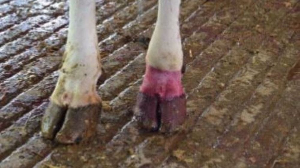 Pink-step traite les dermatites des ruminants et répond aux critères de l'agriculture biologique. (©Qalian) 