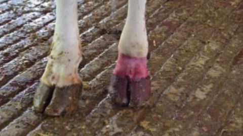 Pink-step traite les dermatites des ruminants et répond aux critères de l'agriculture biologique. (©Qalian) 