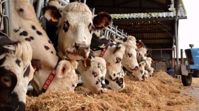 Vaches normandes