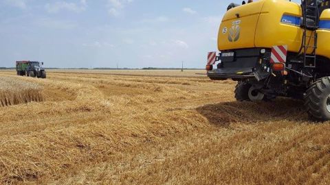 Une partie des éléments nutritifs absorbés par la plante se retrouve dans les récoltes. Ces exports en P2O5, K2O et MgO peuvent être calculés par hectare en fonction du rendement (exportations = rendement x coefficient d’exportation Comifer). (© Terre-net Média)