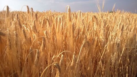 Le Limousin compte 13 000 hectares d'orge d'hiver en 2017. (©Terre-net Média)