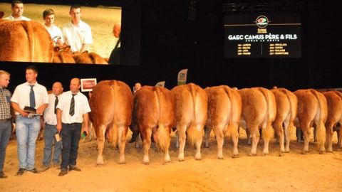 Tous les palmarès des concours bovins