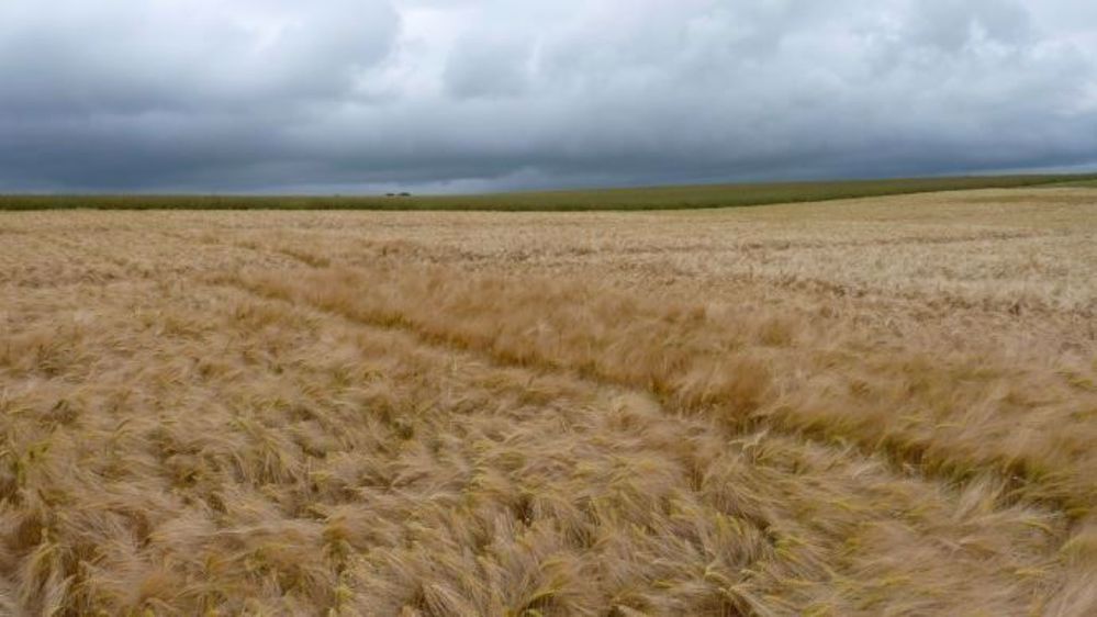 Les résultats définitifs des essais de variétés de céréales arrivent. (©Terre-net Média)