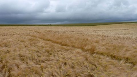 Les résultats définitifs des essais de variétés de céréales arrivent. (©Terre-net Média)