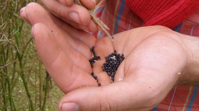 Grains de colza.