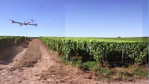 En survolant régulièrement les vignes, le drone peut localiser les prémisses d'une attaque de mildiou. (©Chouette)