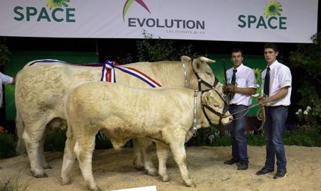 Havanaise au Gaec Guérin (Vendée) est la championne femelle senior et la grande championne. (©Terre-net Média)