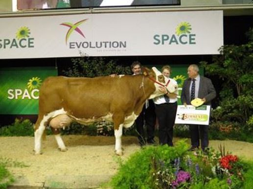 Hilka, meilleure fromagère de la race Simmental.