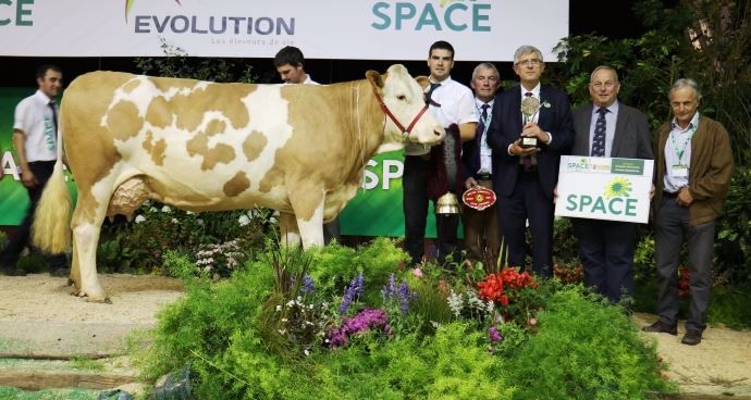 Hawaï (Rotax x Moldav), championne adulte et grande championne Space en Simmental.