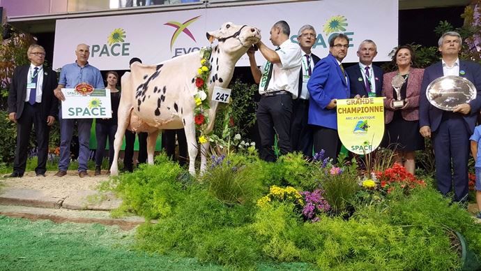 Capj Irana (Numero Uno x Goldwyn), la grande championne 2017.