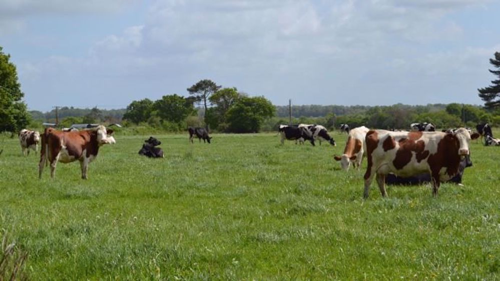 Augmenter la place de l'herbe dans son assolement réduit l'utilisation des phytosanitaires sur son exploitation. (©Cécile Julien)