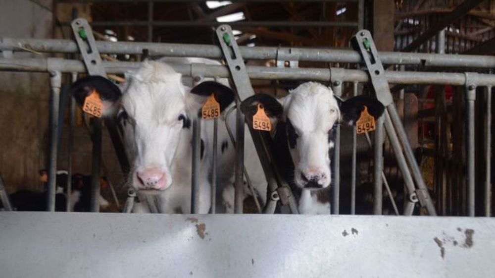 D'après Drew Vermeire : « les génisses avec la meilleure croissance seront celles qui produiront plus de lait » (©Terre-net Média)