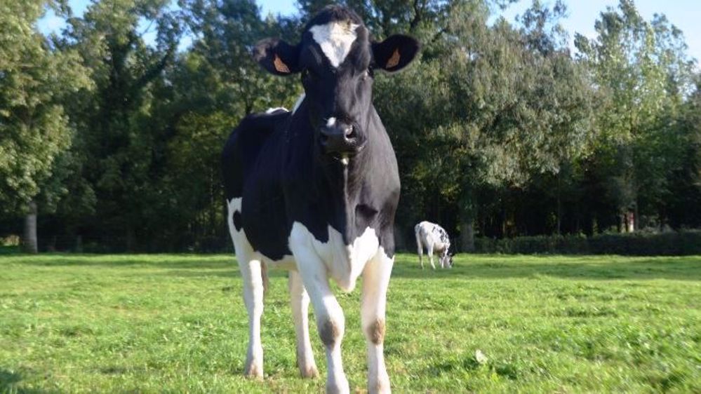 Le plan d'éradication de la BVD en Bretagne passe par l'assainissement des cheptels suspects, la prévention de nouvelles contaminations, la réduction du délai d'intervention et un meilleur suivi des élevages. (©Terre-net Média)