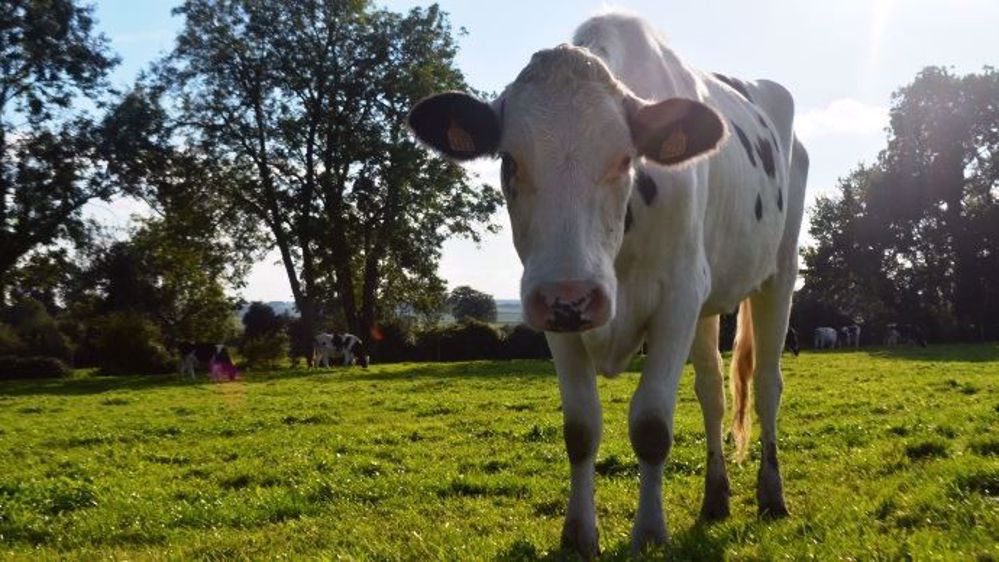 Grâce aux nombreuses données phénotypiques et génomiques dont dispose l'espèce, les vaches sont utilisées dans la recherche des anomalies génétiques humaines. (©Terre-net Média)