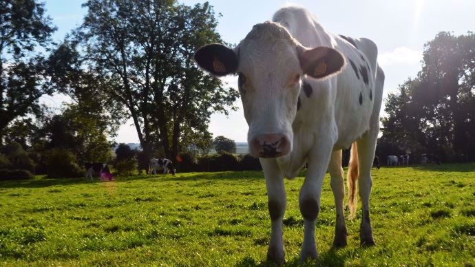 Les vaches sont utilisées pour l'étude des anomalies génétiques humaines