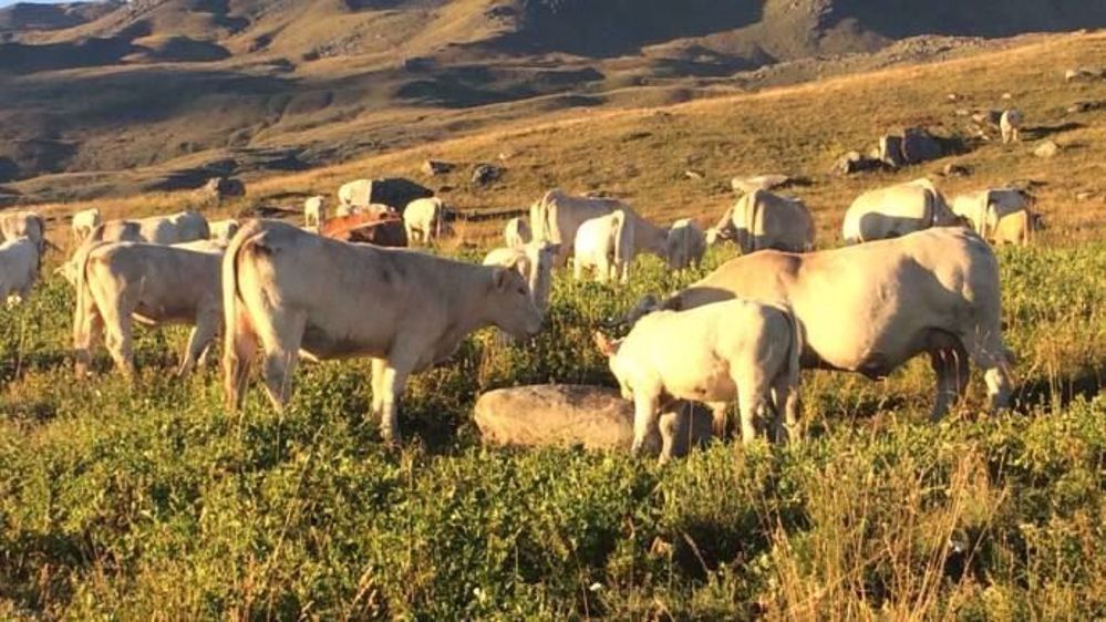 HSDI France propose des compléments alimentaires et des solutions de soin et d'hygiène basés sur l'aromathérapie (©HSDI France) HSDI France propose des compléments alimentaires et des solutions de soin et d'hygiène basés sur l'aromathérapie (©HSDI France)