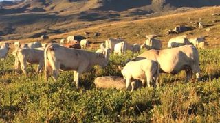 HSDI France propose des compléments alimentaires et des solutions de soin et d'hygiène basés sur l'aromathérapie (©HSDI France) HSDI France propose des compléments alimentaires et des solutions de soin et d'hygiène basés sur l'aromathérapie (©HSDI France)
