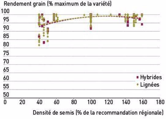 Figure 1 : Réponse du rendement du blé tendre à la densité de semis : distinction entre hybrides (5 variétés) et lignées (10 variétés), hors situations versées