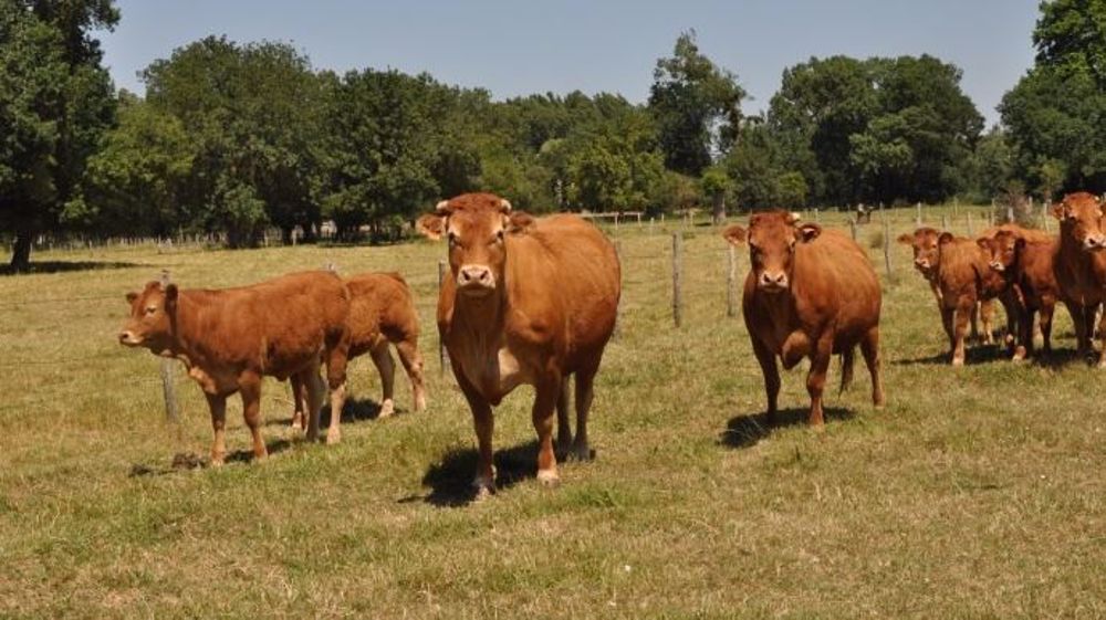 La sécheresse de juin a fortement ralenti la pousse de l'herbe notamment dans le nord-est. (©Terre-net Média)