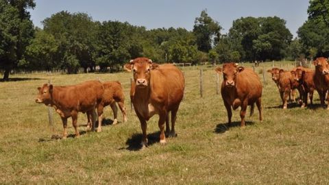 La sécheresse de juin a fortement ralenti la pousse de l'herbe notamment dans le nord-est. (©Terre-net Média) La sécheresse de juin a fortement ralenti la pousse de l'herbe notamment dans le nord-est. (©Terre-net Média)