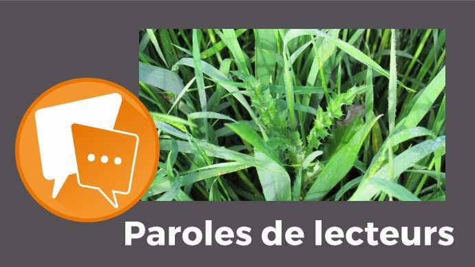 Chardons dans un champs de ble