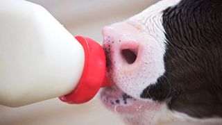 Il est important de distribuer au plus vite après la naissance du veau un colostrum de qualité et en quantité suffisante. (©Sav-A-Caf) Il est important de distribuer au plus vite après la naissance du veau un colostrum de qualité et en quantité suffisante. (©Sav-A-Caf)