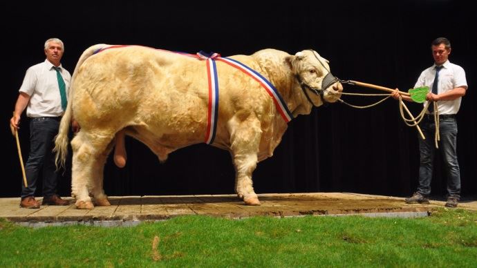Héracles RVS (Exelent MS x Demoiselle) champion mâle au Gaec Micaud (89)