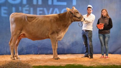 Fiesta sacrée grande championne Brune
