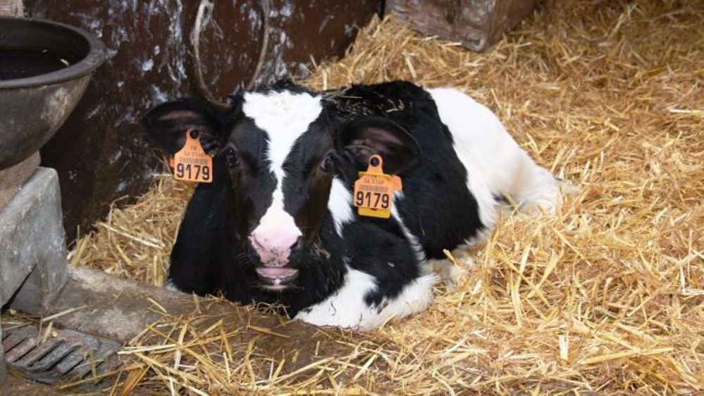 L'exposition des animaux aux antibiotiques globaux et critiques a diminué, ce qui va dans le sens du plan Ecoantibio. (©Terre-net Média)