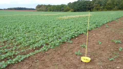 Cuvette jaune à proximité d'une parcelle de colza pour détecter l'arrivée des insectes. (©Terre-net Média)