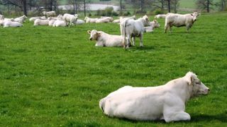Une trentaine d'animaux charolais participeront à l'exposition vente de la foire de Montmirail (51) (©Terre-net Média) Une trentaine d'animaux charolais participeront à l'exposition vente de la foire de Montmirail (51) (©Terre-net Média)
