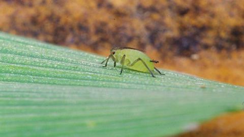 La lutte préventive contre les pucerons s’appuie notamment sur la destruction, avant les semis, des repousses et des graminées sauvages. (©Arvalis-Institut du végétal) La lutte préventive contre les pucerons s’appuie notamment sur la destruction, avant les semis, des repousses et des graminées sauvages. (©Arvalis-Institut du végétal)
