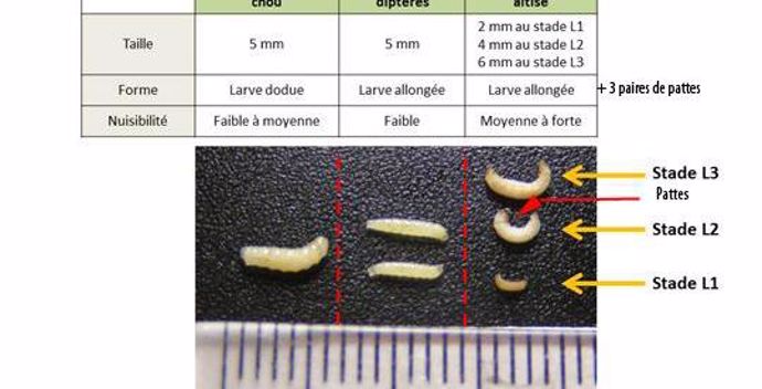 Larves d'insectes visibles dans les colzas