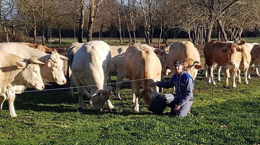 Ludovic Marty s'est installé à Revel, en Haute-Garonne, sur l'exploitation familiale : une petite structure de 48 ha et 14 vaches allaitantes en production de veaux sous la mère. (©Ludovic Marty)