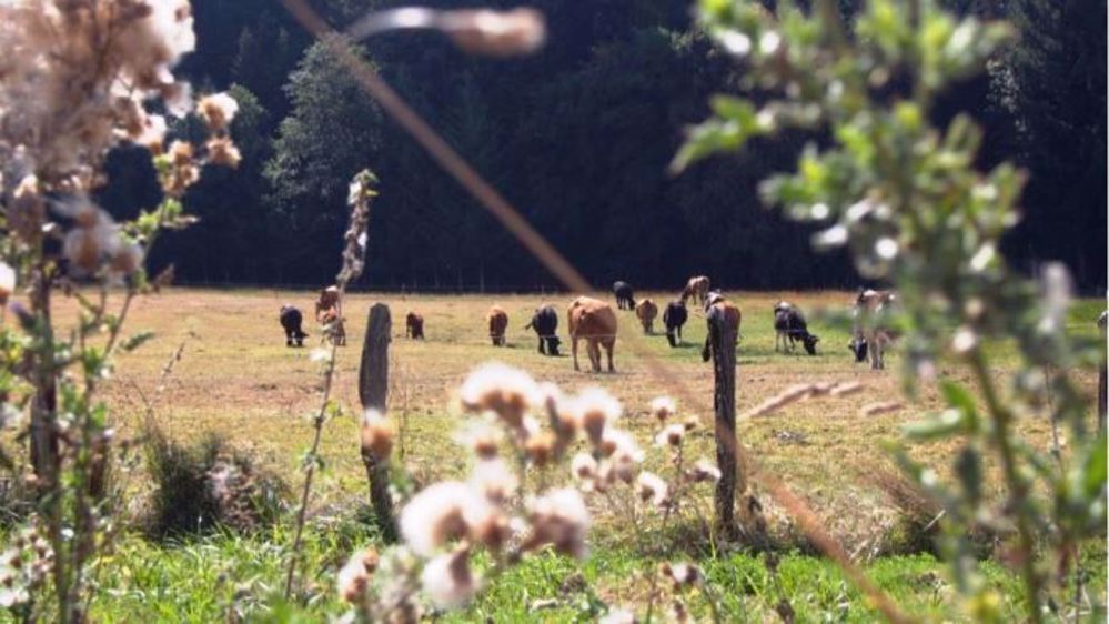 "Approches alternatives de la santé animale" est un recueil de témoignages d'agriculteurs employant des méthodes différentes pour soigner leurs animaux. (©Réseau agriculture durable de moyenne montagne)